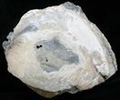Large Crystal Filled Fossil Clam - Rucks Pit, FL #5782-2